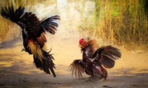 Đá Gà GA28 Tại 999Bet