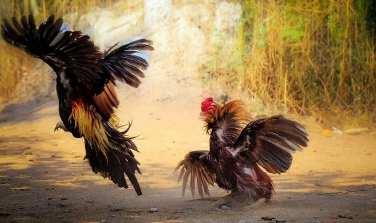 Đá Gà GA28 Tại 999Bet