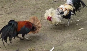 Đá Gà Sabong tại 999Bet