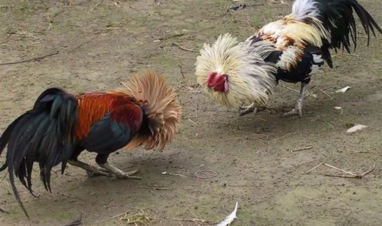 Đá Gà Sabong tại 999Bet