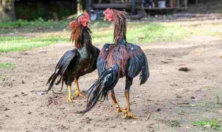 Đá Gà WS168 Tại 999Bet